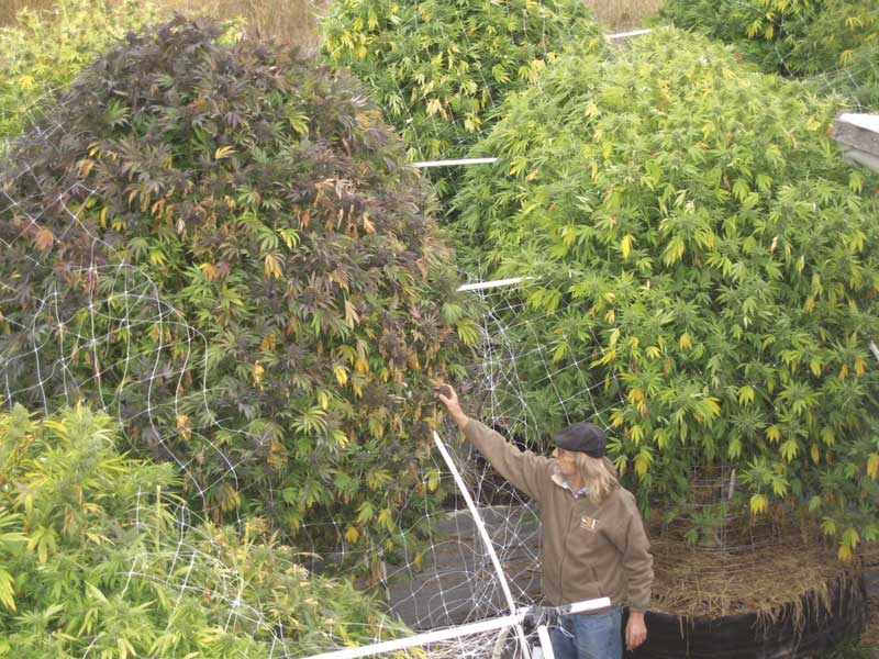 Hasta cuándo se pueden plantar semillas de cannabis en exterior? - Kannabia