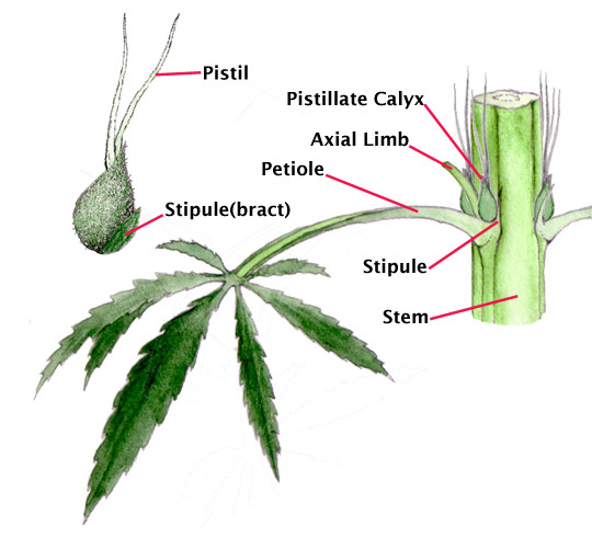 Stipules Cannabis