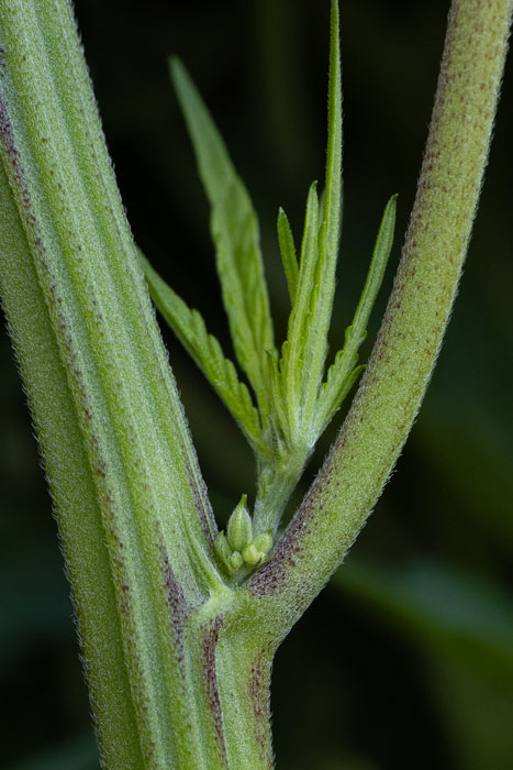 The Difference Between Male and Female Weed Plants