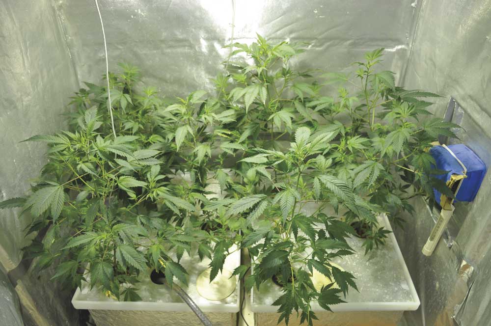 Growing Marijuana Hydroponically Indoors Using Water