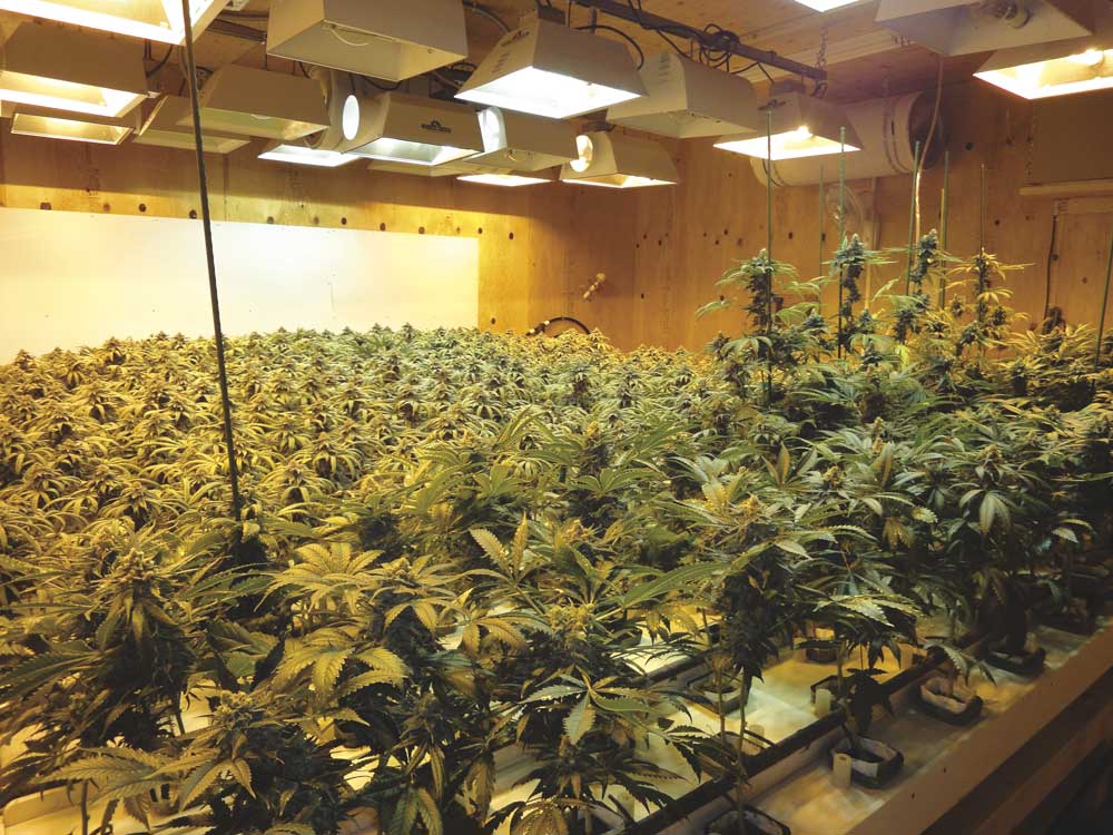 A few friends are helping trim this hydroponic harvest. (source: the Cannabis Encyclopedia)