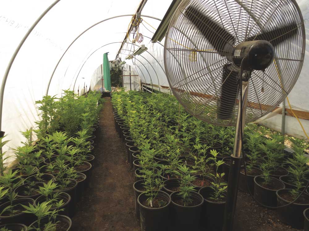 Air circulation and ventilation are essential when growing your own cannabis