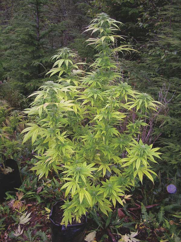 Cannabis Indica plants have a lower profile with branches closer on the stems. (source: the Cannabis Encyclopedia)