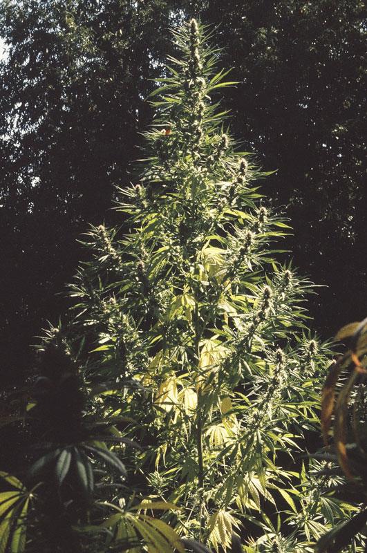 Cannabis Sativa plants grow tall with more space between branches. (source: the Cannabis Encyclopedia)