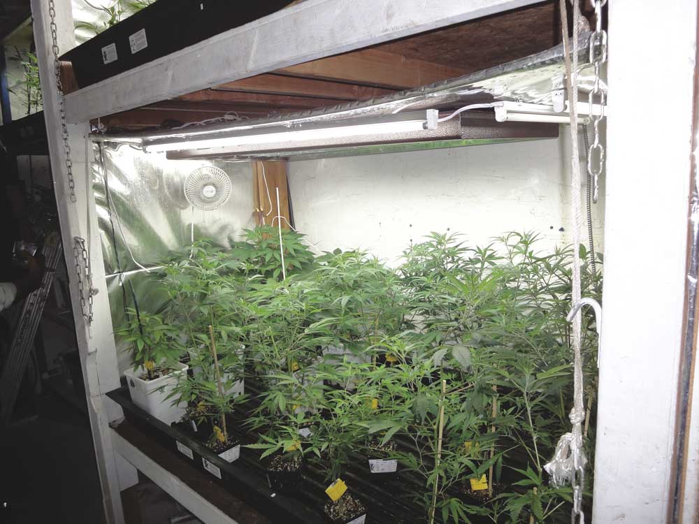 Compact fluorescent lights (CFLs) are an inexpensive light source for hydroponic grows. (source: the Cannabis Encyclopedia)