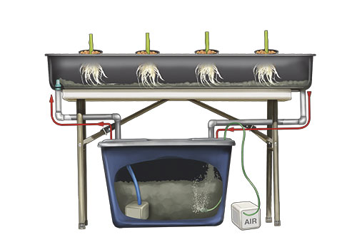 Ebb and flow hydroponic systems recirculate nutrient solution