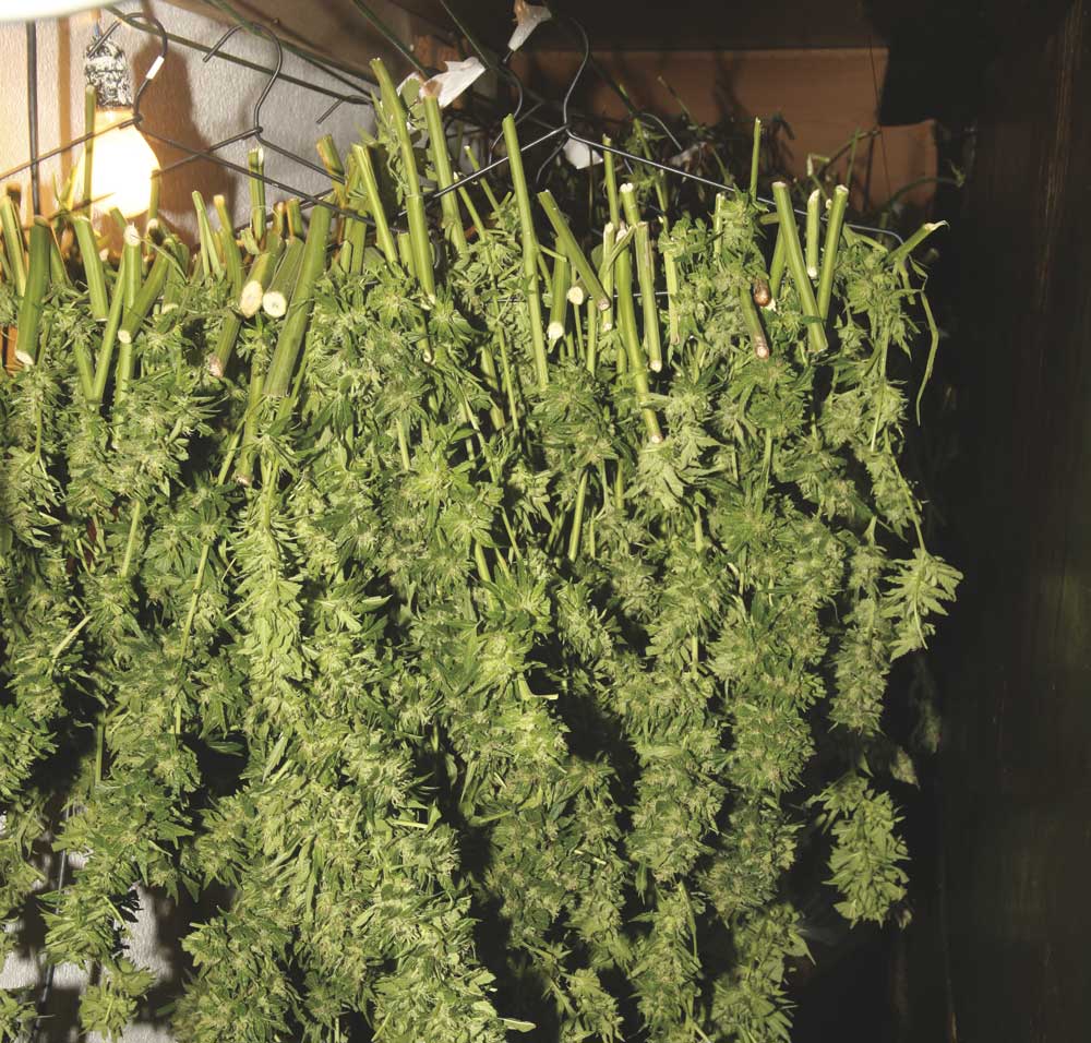 Growing indoors and harvesting your own cannabis is the absolute best! (source: the Cannabis Encyclopedia)