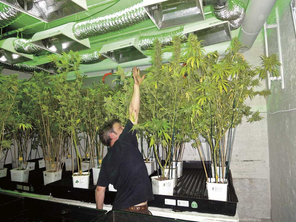 The plants in this hydroponic system used soiless mix for a growing medium.