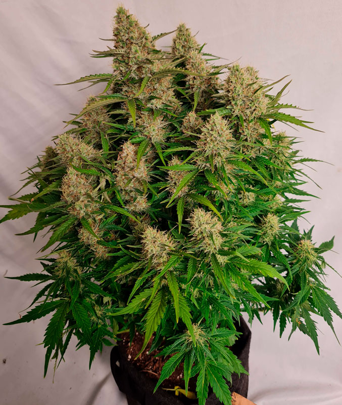 Por qué las semillas autoflorecientes son la vía rápida hacia el éxito en el cultivo de cannabis. En esta foto: Alaskan purple Auto_grow-journal-by-smoking-hills9