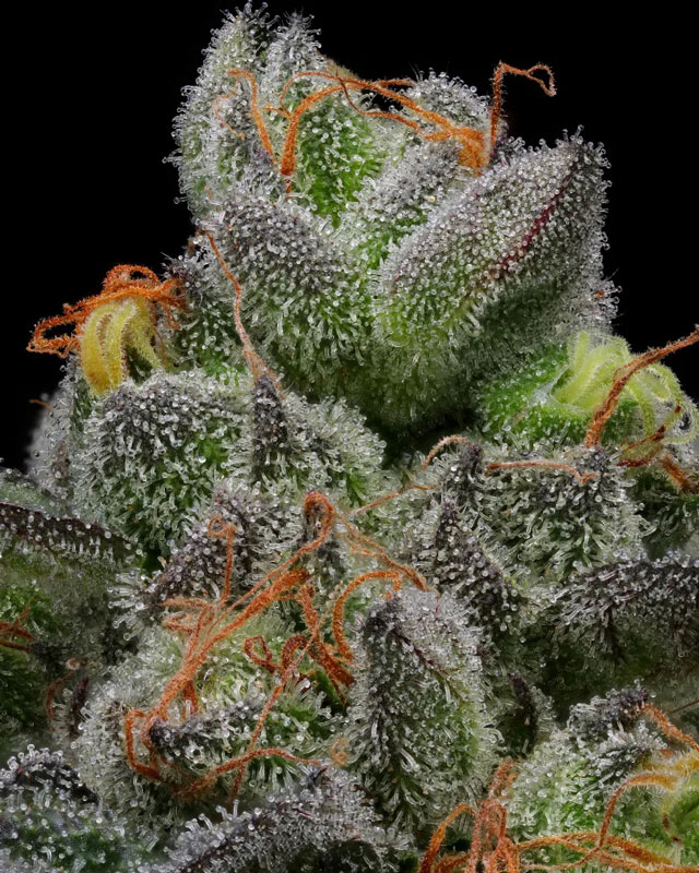 Explorando las variedades autoflorecientes con sativa dominante. En esta foto: Caramel-cream-auto - (HSC seeds)