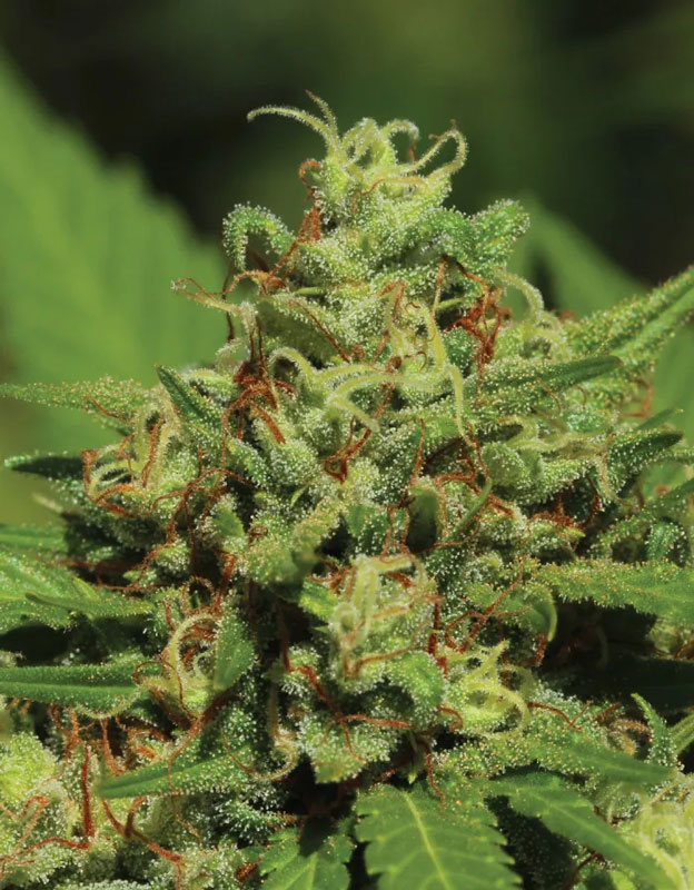 La revolución de las autoflorecientes: Por qué estas semillas cambian las reglas del juego del cultivo de cannabis. - En esta foto: EmeraldFireOG-auto - (HSC seeds)