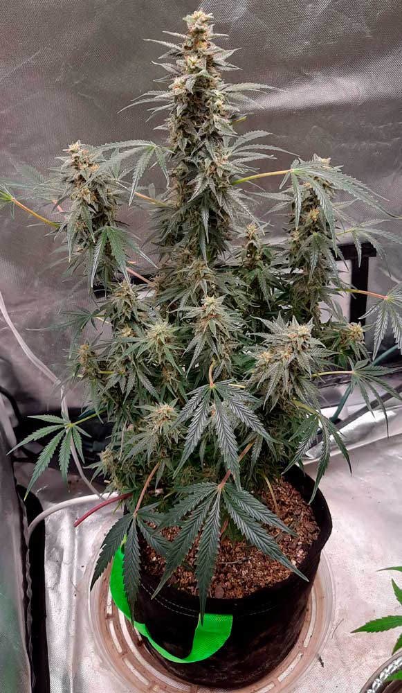 El sueño del principiante: La sencillez del cultivo de cannabis autofloreciente. En esta foto: Green Crack Auto_grow-journal-by-kayotic 01