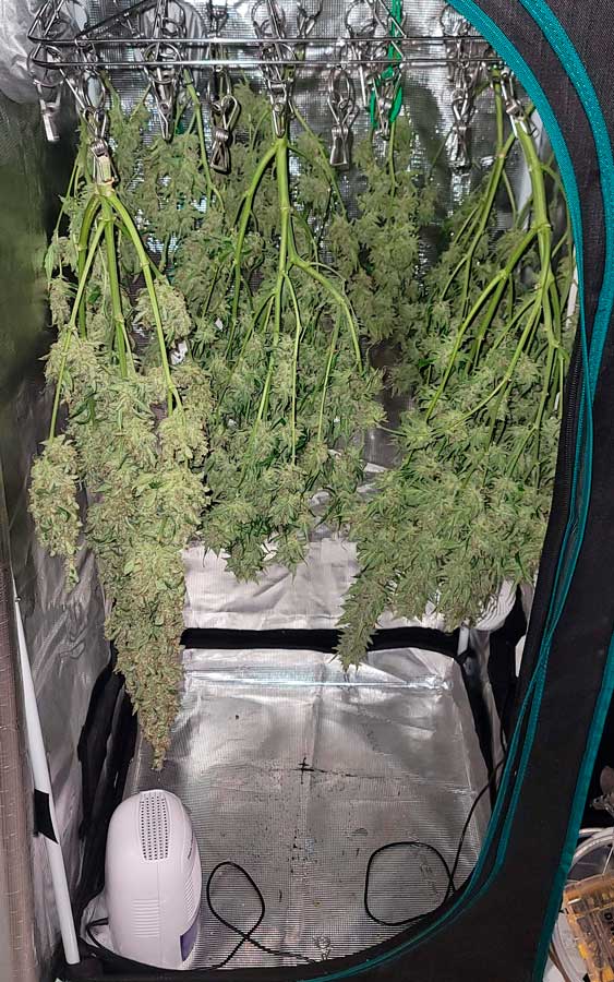 Indoor vs. Outdoor Growing: Weigh the pros and cons to decide the best cultivation method for you.