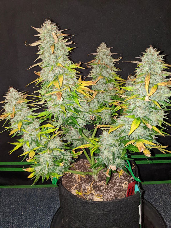 Feeding Your Plants Right: Soil & Nutrient Tips for Autoflowering Cannabis. In this photo: Lemon Auto by NocturnalEmission1 - reddit 