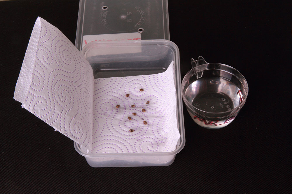 Germination 101: Kickstart your cultivation with effective seed germination methods.