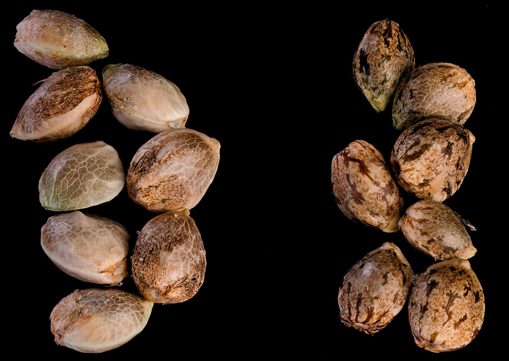 Cannabis seeds may be light beige or have mottled spots. They all look a little different.