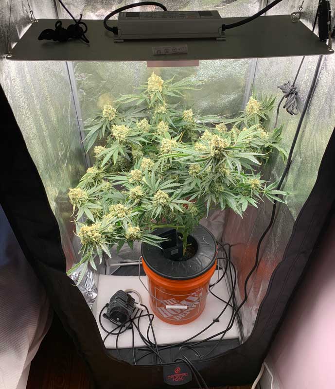 Mac Grow Closet - planta de cannabis en una pequeña tienda de cultivo