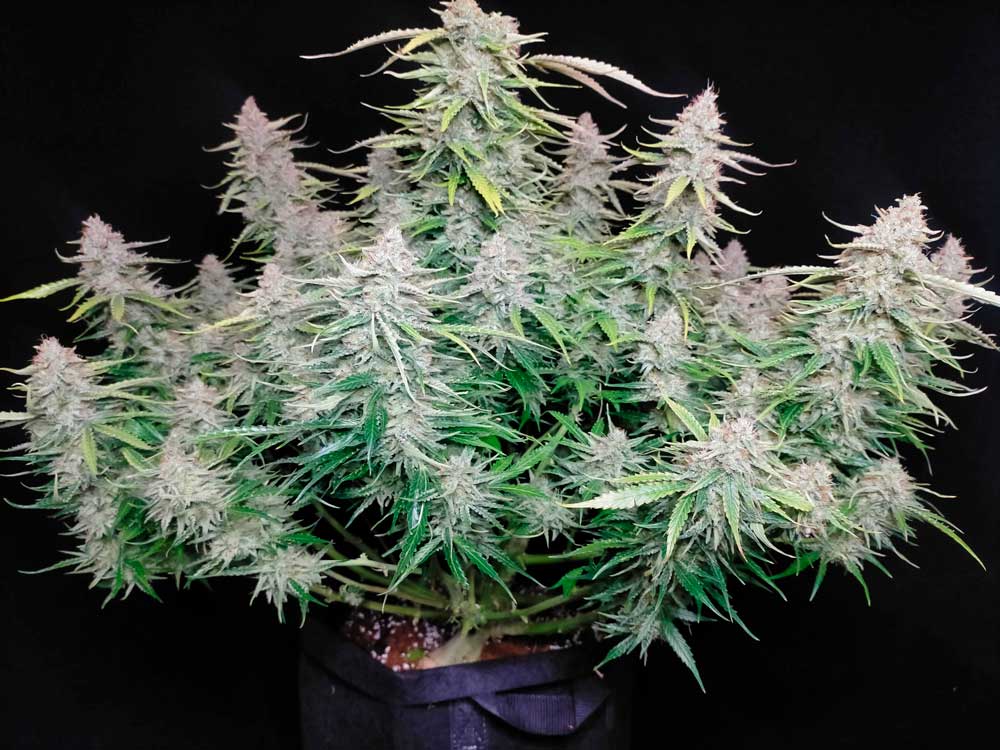 Seedsman Northern Lights Auto - The game-changer for novice growers and those with limited space.