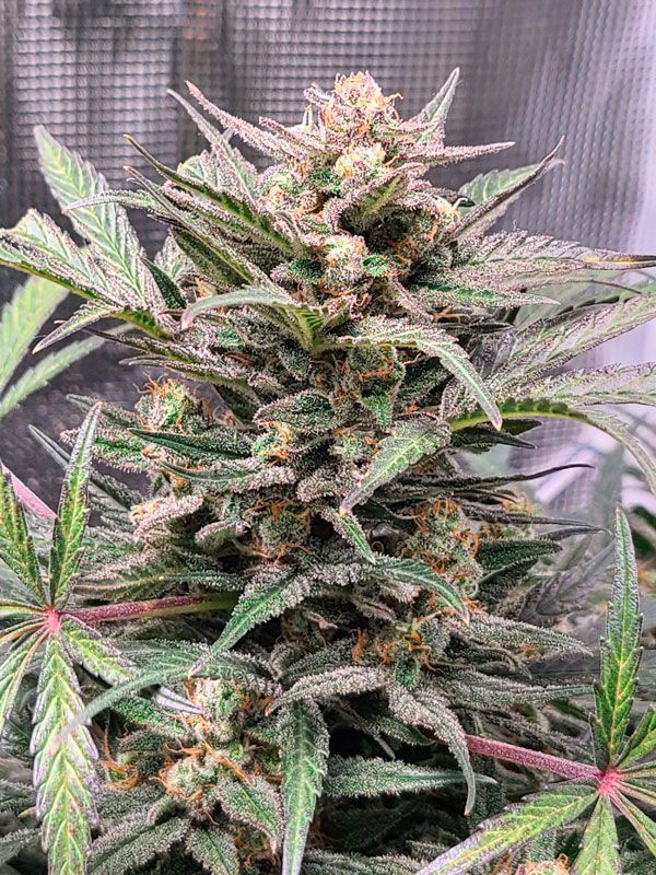 Autoflowering Seeds Explained: Why They're Changing the Cannabis Game. In this photo: Nothern Lights Auto_grow-journal-by-jacob-r