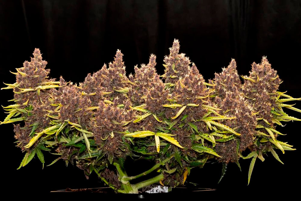 CBD rich cultivars: Purple Kush Auto CBD 1:1