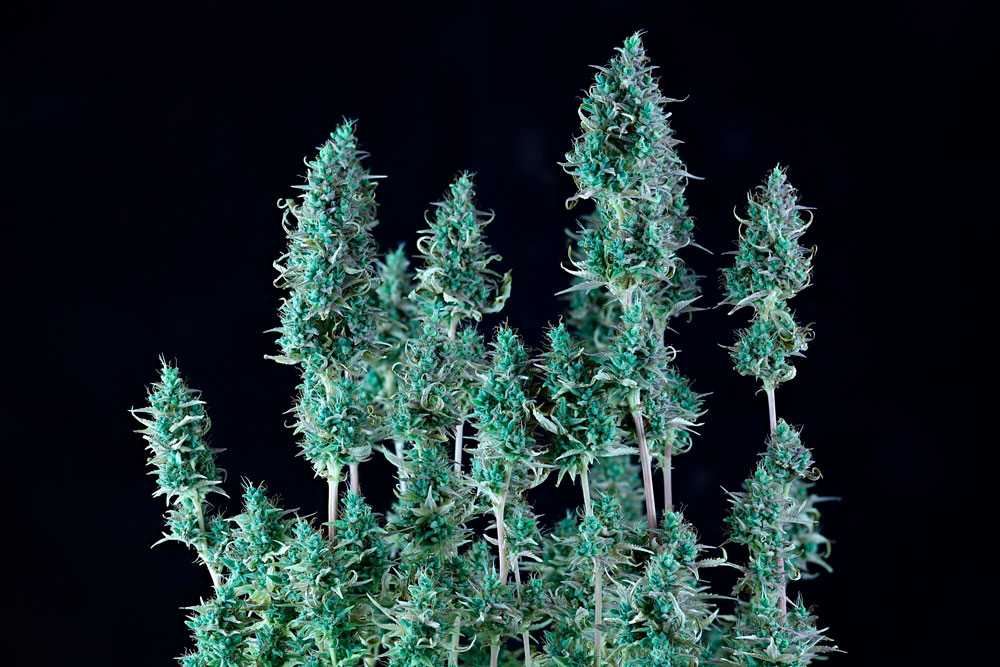 Sopesar los pros y los contras: ¿es el cannabis autofloreciente adecuado para ti? En esta foto: SMAN-ALPURP-AUTO-FEM-P. Una planta de cannabis en fase de crecimiento vegetativo.