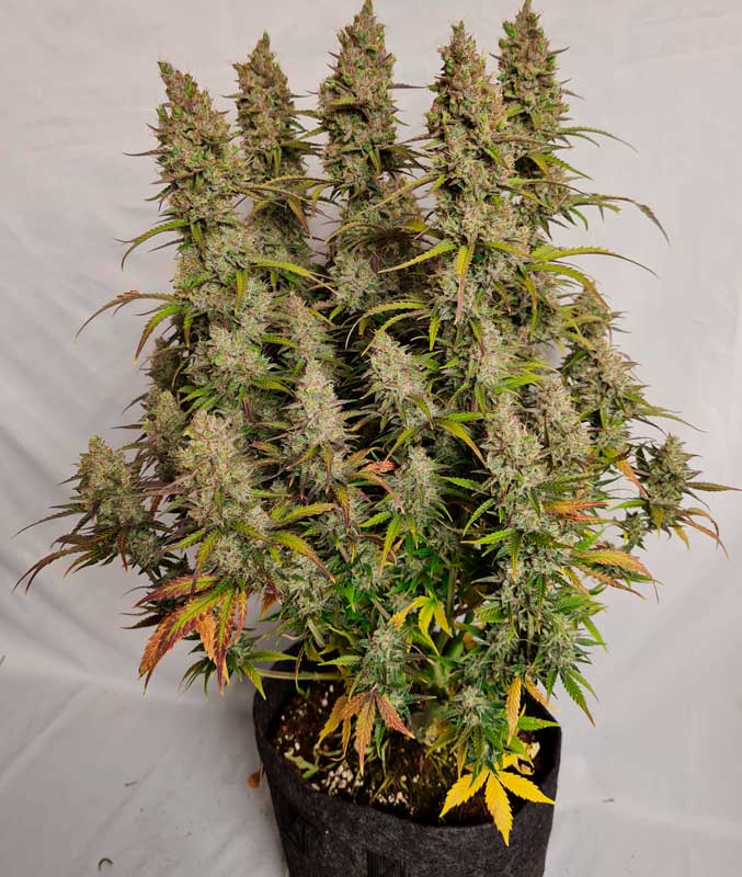 Dominar el arte: Consejos de expertos para cultivar cannabis autofloreciente. En esta foto: WW Auto_grow-journal-by-smoking-hills9