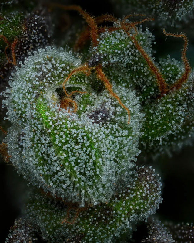 In this photo: trichomes of an All Gas Auto