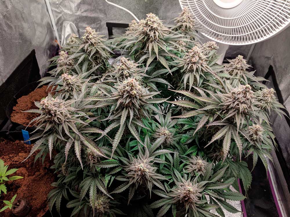 A Jack Herer from the grow journal of Ngckush-GD