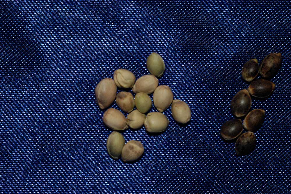 Las semillas de la izquierda aún están inmaduras y las oscuras de la derecha están listas para germinar.