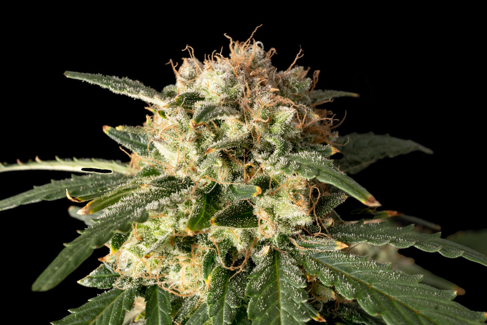 Seedsman's Lemon Auto