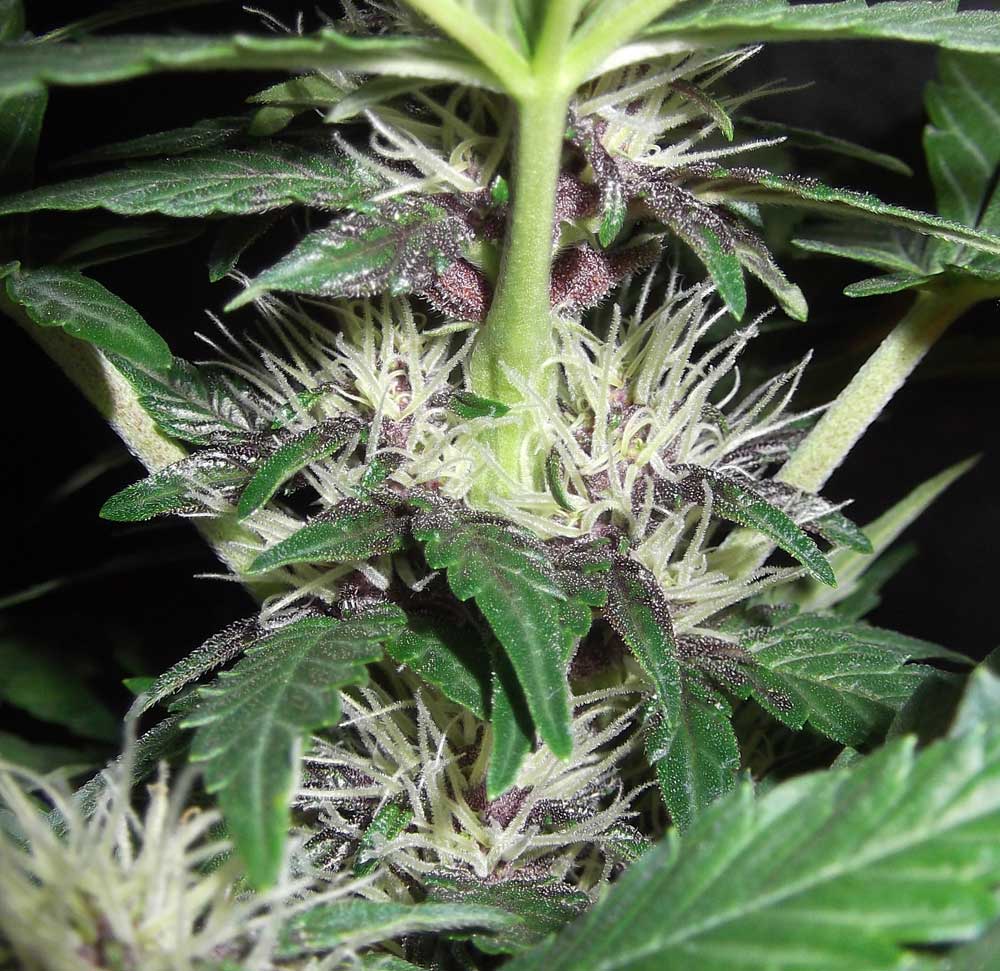 Semillas regulares: Sumérgete en el mundo natural de las semillas de cannabis regulares y sus ventajas únicas.