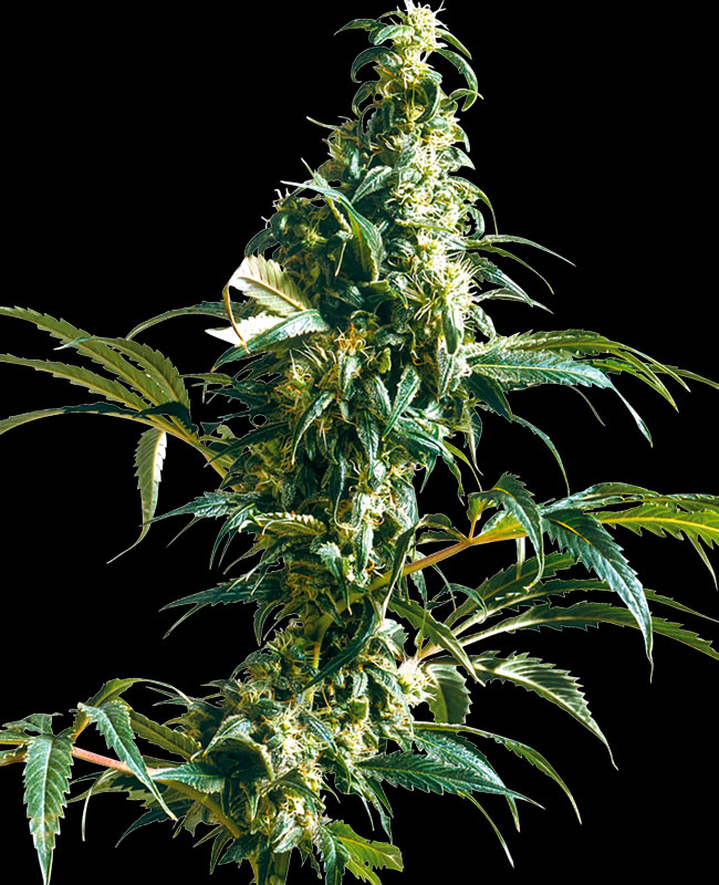 A Mexican Sativa from regular seeds