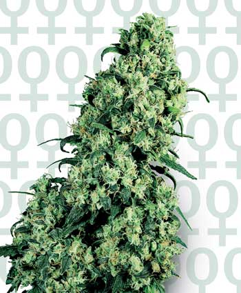 Skunk 1 Feminizada - Semillas Feminizadas Explicación: Por qué las semillas de cannabis feminizadas son la mejor opción para la producción de cogollos ricos en cannabinoides.