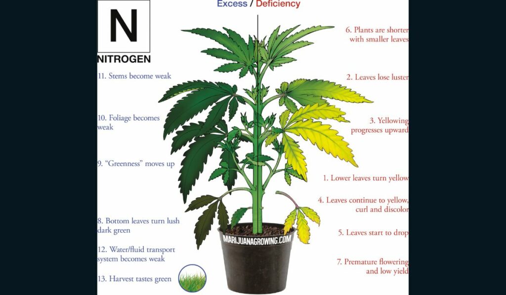 Desvelando el Misterio del Nitrógeno: Una guía visual para entender el papel del nitrógeno en el cultivo del cannabis