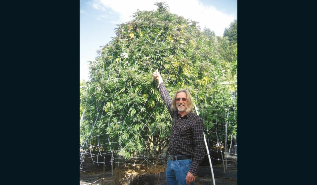 Jorge Cervantes: Uniendo décadas de experiencia en el crecimiento de plantas de cannabis para jardineros.