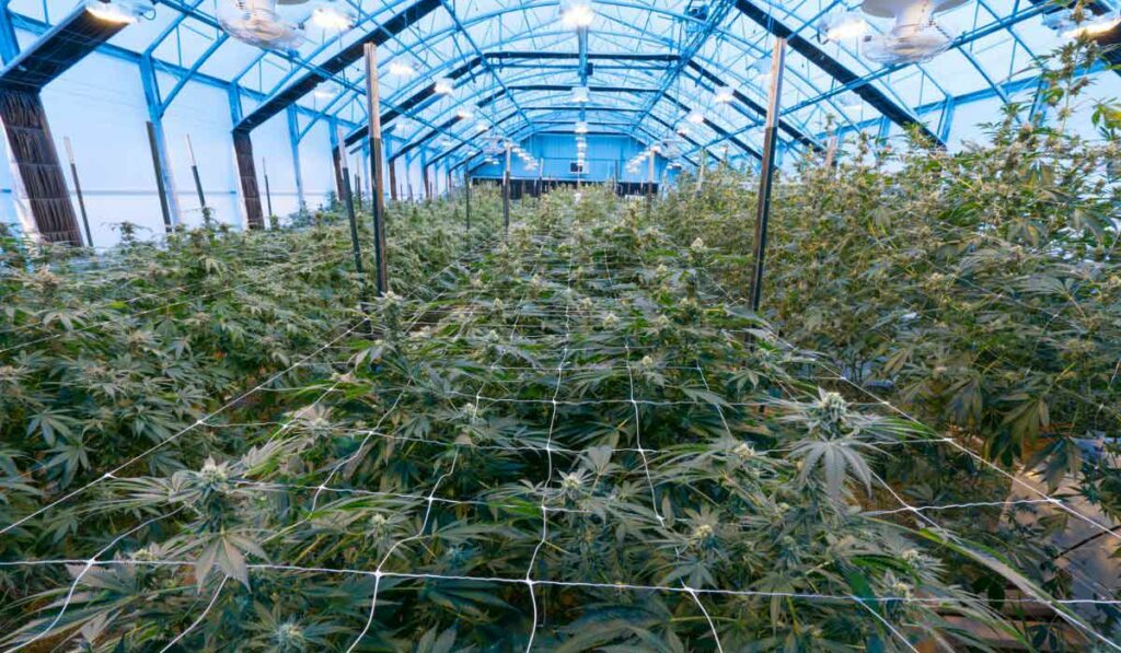 Plantas de cannabis sanas creciendo en un invernadero con luces de cultivo artificiales suplementarias.
