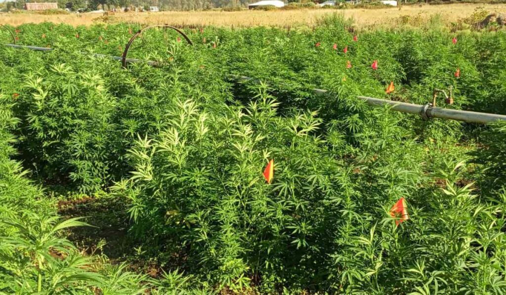 Plantas de cannabis que crecen al aire libre en un entorno soleado.