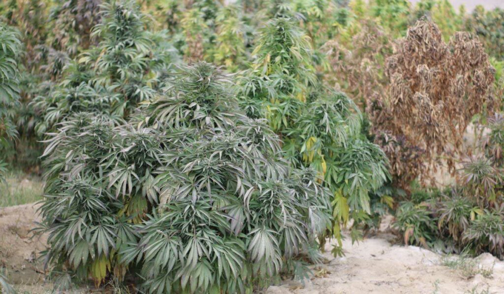 Plantas de cannabis creciendo al aire libre en suelo marginal.
