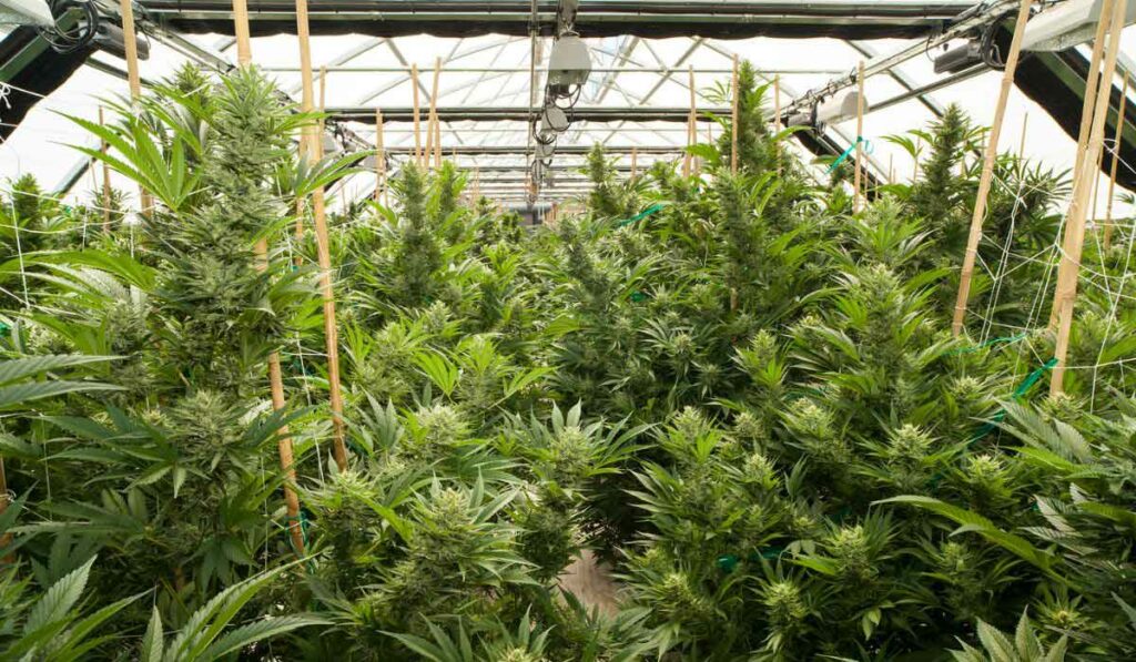 Plantas de cannabis creciendo en un invernadero con luces de cultivo añadidas.