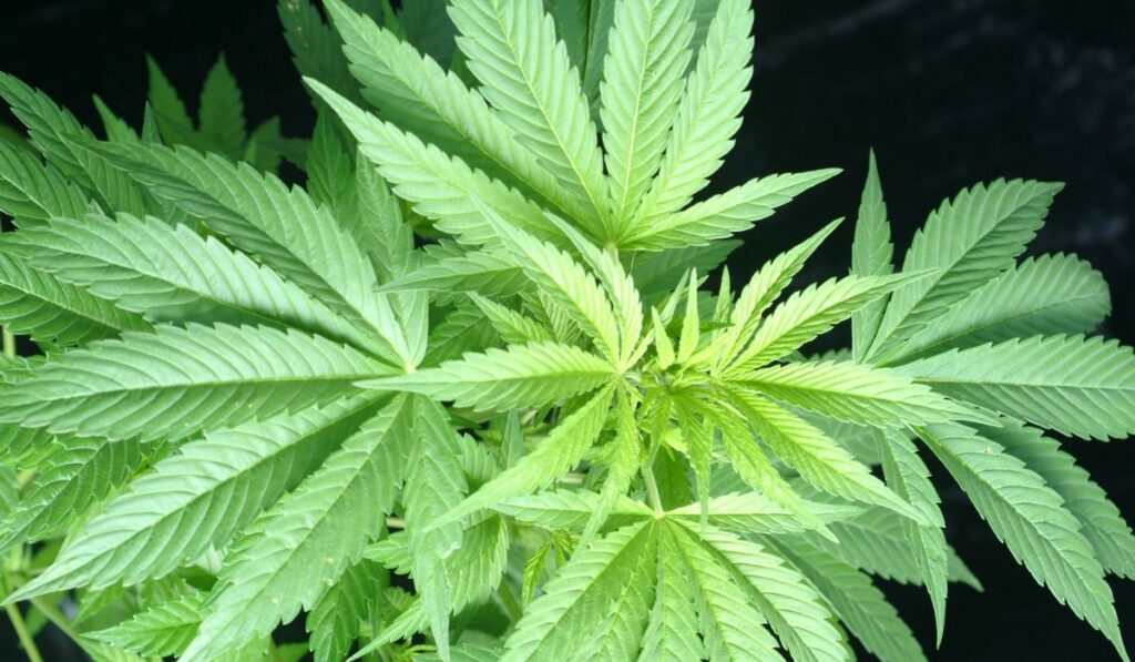 Planta de cannabis super sana en fase vegetativa.