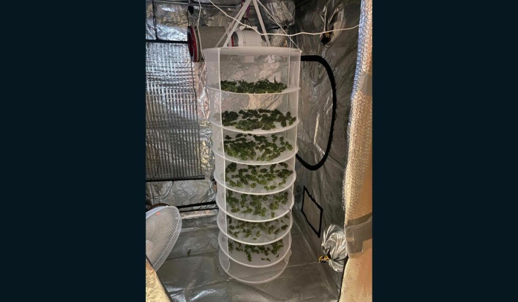Expandable net shelves are my favourite way to dry buds and save space.