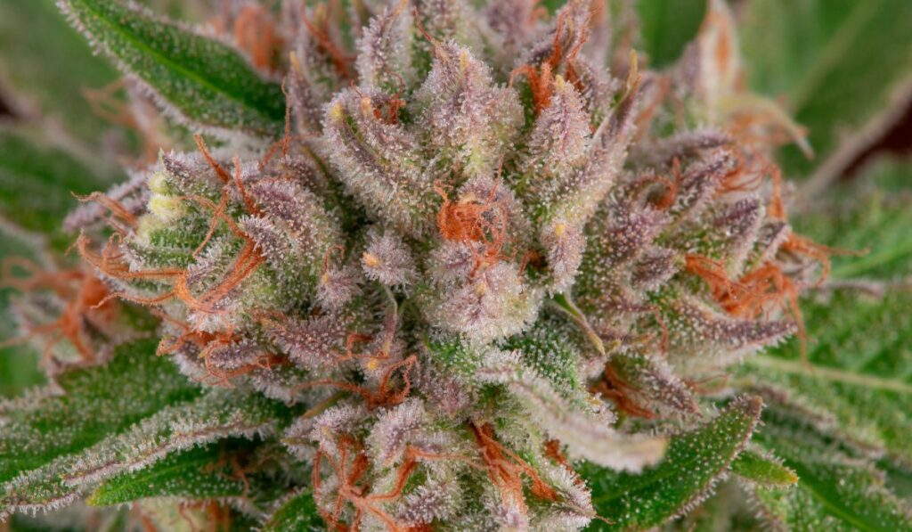 Esta planta de marihuana hembra fue cultivada perfectamente por un cultivador experimentado.