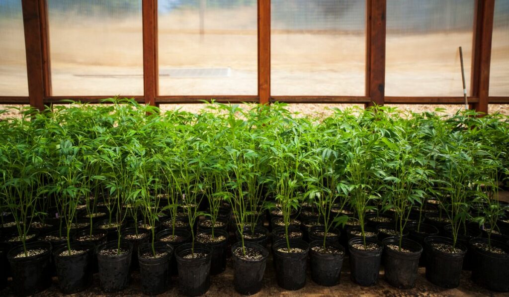 Plantas de cannabis en fase de crecimiento vegetativo.