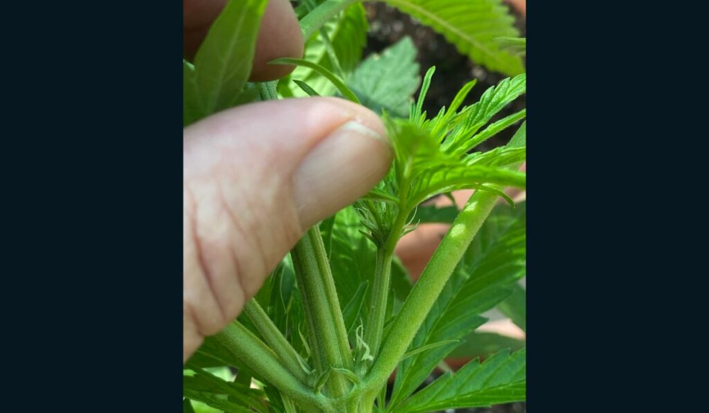 Preflores de una planta de cannabis hembra.