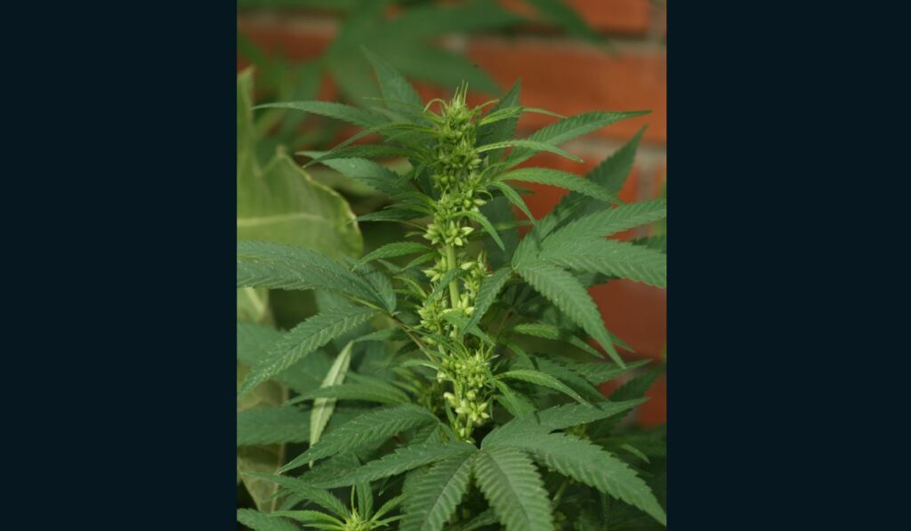 Planta de cannabis macho en floración.