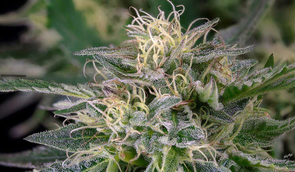 Planta de cannabis hembra en floración. Mira de cerca y podrás ver las glándulas de resina.