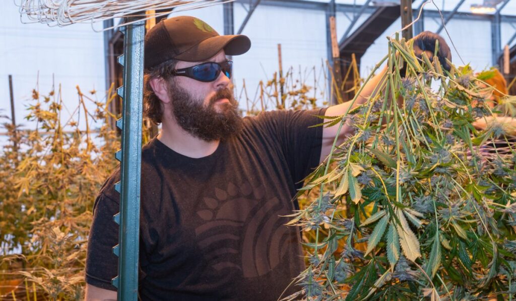 Corta las plantas de cannabis por la base para cosecharlas.