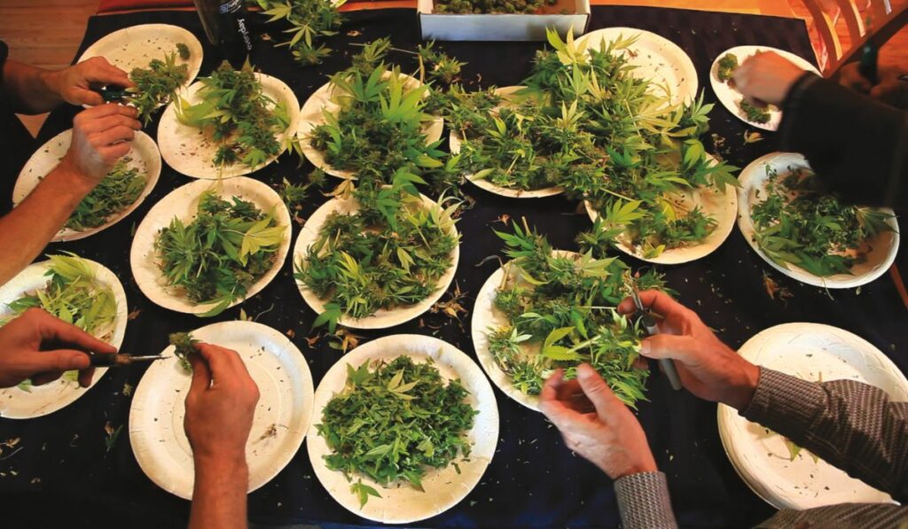 Trimming fresh cannabis flowers after harvest.